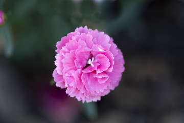 pink carnation flower