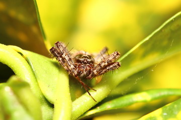 Small insect in the garden