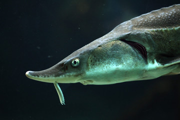 Sterlet (Acipenser ruthenus).