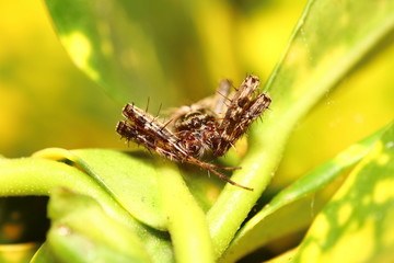 Small insect in the garden