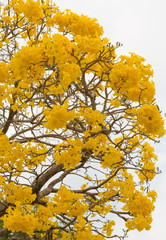 Silver trumpet tree