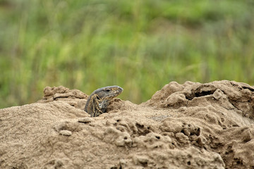 Lizard