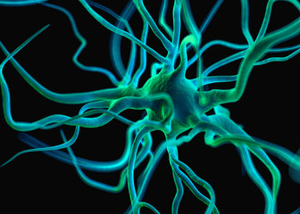 Nerve cells or Neurons