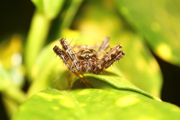 Small insect in the garden