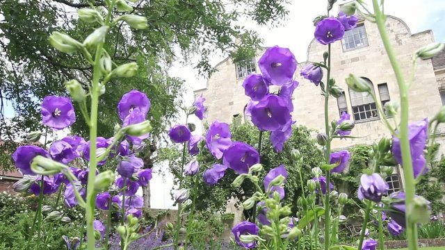 Beautiful violet flowers in the  garden, HD footage