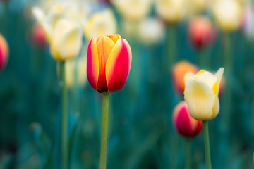 Fototapeta premium Red & Yellow Tulip
