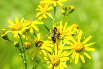 Bee on yellow flowers spring groundsel