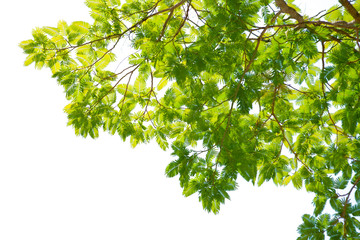 Tamarind tree or Colvillea racemosa leaves background