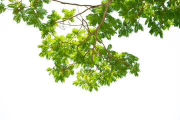 Tamarind tree or Colvillea racemosa leaves background