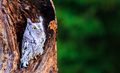 Fototapeta premium Screech Owl