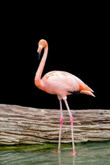 Flamingo Bird