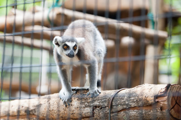 lemur