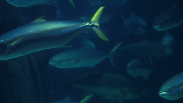 Fish swimming in a tank