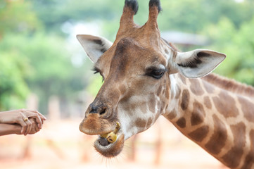 Feeding Giraffe