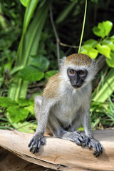 Obraz premium Monkey