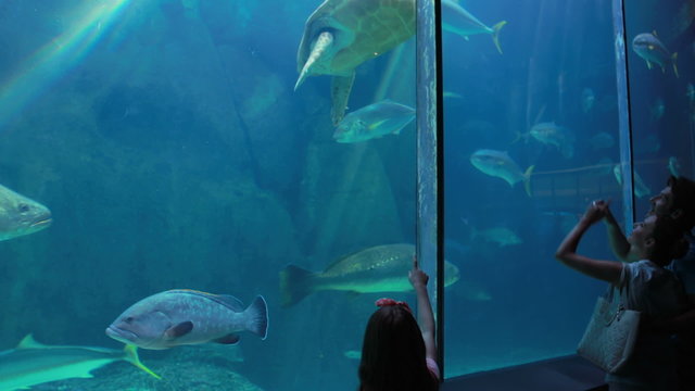couple admiring sea turtle swimming with fish