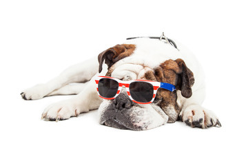 Bulldog Wearing American Themed Sunglasses