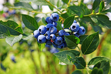 Reife und saftige Heidelbeeren