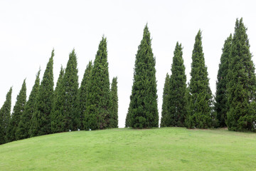 Pine trees with green grass in the garden