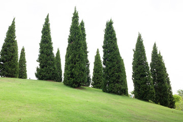 Fototapeta na wymiar Pine trees with green grass in the garden