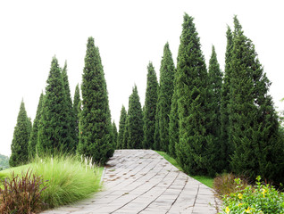Pine trees with green grass in the garden