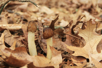 Close-up of wild half-cap morel mushrooms in a wooded area.  Also known by many unique names such as, dryland fish, molly moochers, hickory chicken, merkels, muggin and miracle.