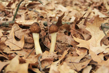 Close-up of wild half-cap morel mushrooms in a wooded area.  Also known by many unique names such as, dryland fish, molly moochers, hickory chicken, merkels, muggin and miracle.