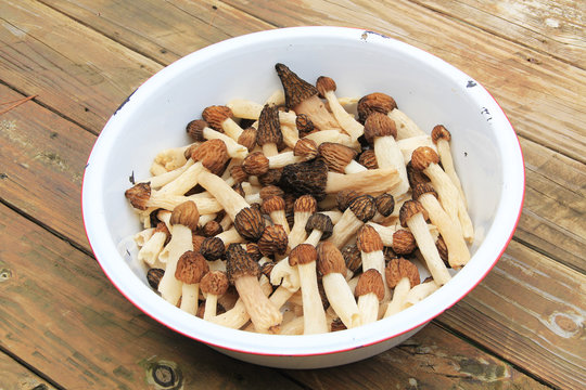 White dishpan with morel mushrooms, also known by many unique names such as, dryland fish, molly moochers, hickory chicken, merkels, muggin and miracle.