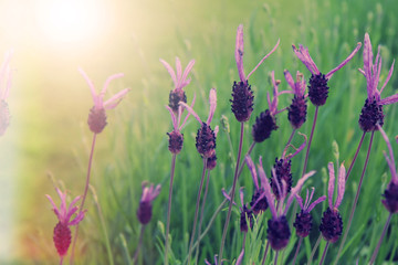 Fototapeta premium Field of purple lavender flowers