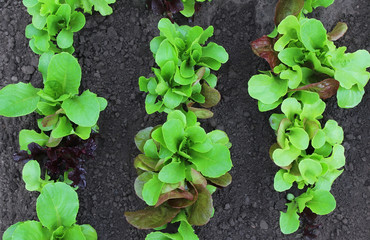Lettuce with water drops on a garden bed