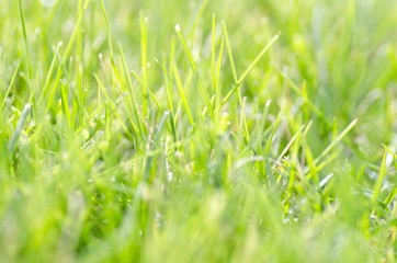 Grass, Green, Leaf.