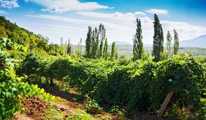 Vineyard, Grape, Vine.