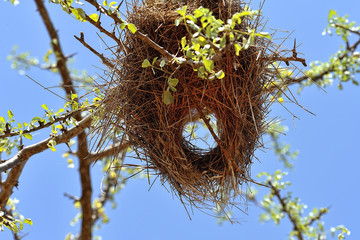 Bird's nest