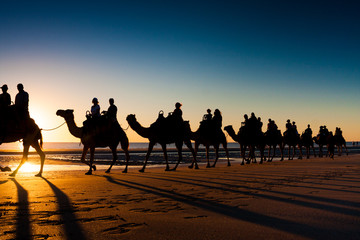 Broome Camels