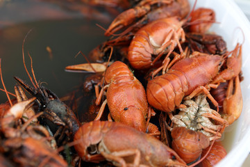 Pan with boiled crayfish
