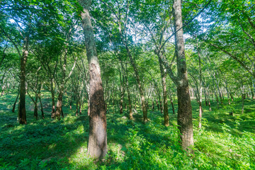 Obraz premium Forest with tall trees in Diyathalawa, Haputale in Sri Lanka
