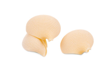 Close up of Italian pasta shells. 