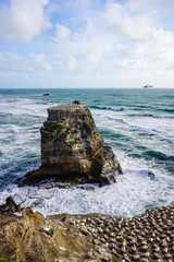 Muriwai Gannet Colony
