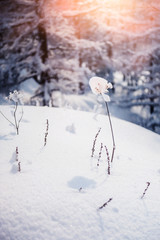 Snow-covered plants in winter forest