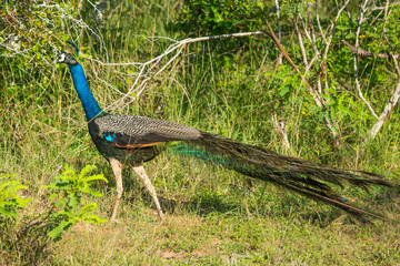 Peacock in the wild on the island of Sri Lanka