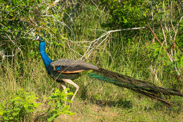 Peacock in the wild on the island of Sri Lanka