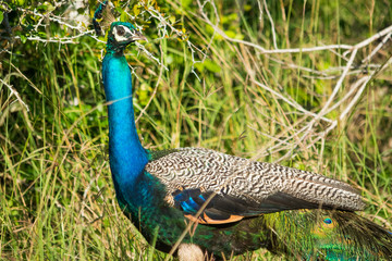 Naklejka premium Peacock in the wild on the island of Sri Lanka