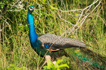 Peacock in the wild on the island of Sri Lanka