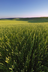 Morning in the field