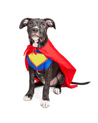 Superhero Puppy Dog Wearing Vest and Cape © adogslifephoto