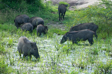 wild boar at Yala national park in Sri Lanka