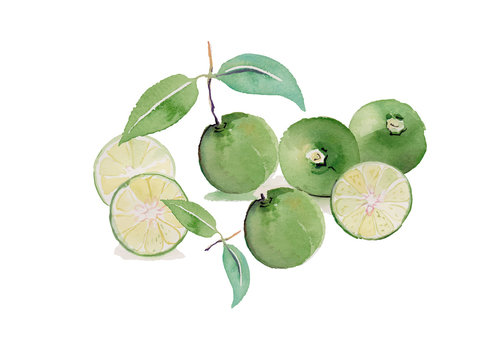lime watercolor illustration background