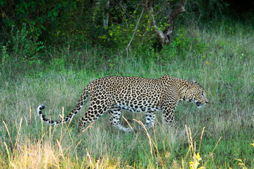 Sri Lankan leopard on hunt at Yala national park in Sri Lanka