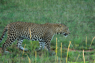 Sri Lankan leopard on hunt at Yala national park in Sri Lanka