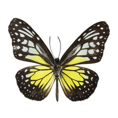 Yellow Glassy Tiger butterfly